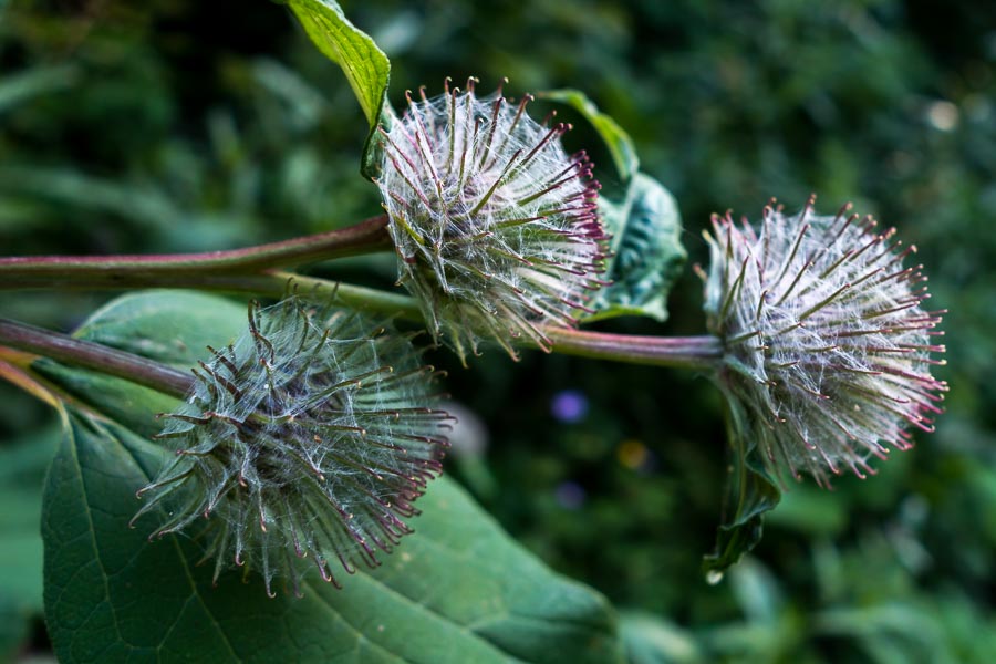 Arctium nemorosum / Bardana selvatica